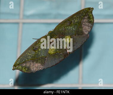 Papillon aux ailes ouvertes. Omiza lycoraria géomètre est un papillon de la sous-famille des Ennominae. Geometer spongieuse, Geometridae Banque D'Images