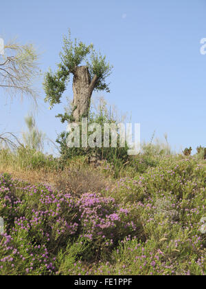 La floraison de l'olivier et le thym sauvage à Alora Campagne, Andalousie Banque D'Images