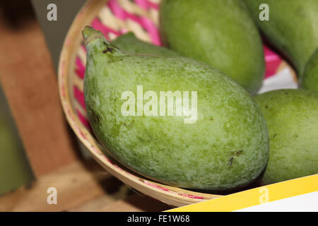 Mangifera zeylanica, Sri Lanka, mangue, mangue sauvage endémique du Sri Lanka, Etamba localement, arbre aux fruits comestibles Banque D'Images