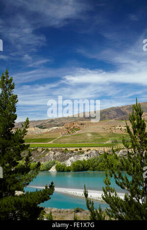 Vignes à Bannockburn, et Kawarau Arm du lac Dunstan, près de Cromwell, Central Otago, île du Sud, Nouvelle-Zélande Banque D'Images