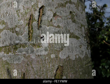 La coccinelle Exochomus pin (4-pustulatus) sur un patch de lichens sur le tronc d'un érable à sucre (Acer saccharum) Banque D'Images