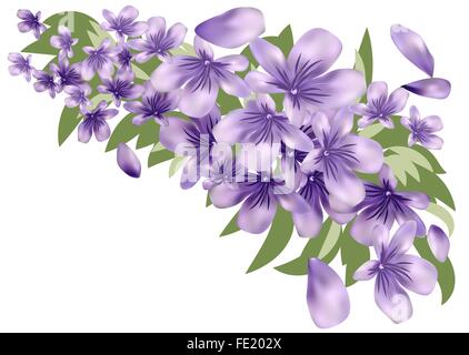 La lavande avec des feuilles isolées sur fond blanc Illustration de Vecteur