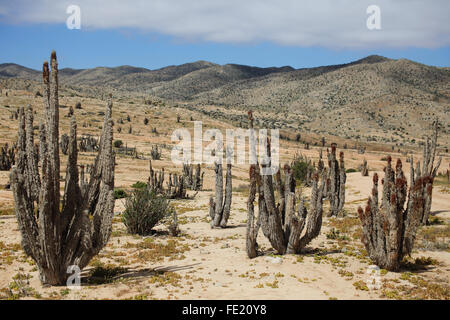 Le Parc National Pan de Azúcar, région d'Atacama, Chili Banque D'Images