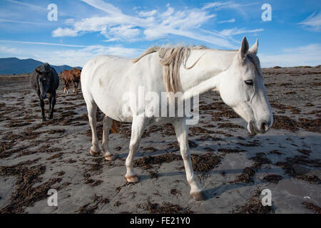 Chevaux sur la plage, le Magherees, péninsule de Dingle, comté de Kerry, Irlande. Banque D'Images