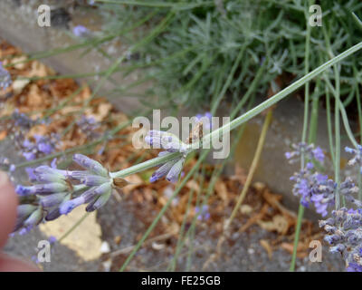 Philaenus spumarius (froghopper commun) sur la lavande (lavandula), tige de lavande et de plantes stone edge de flower bed dans bkgrd Banque D'Images