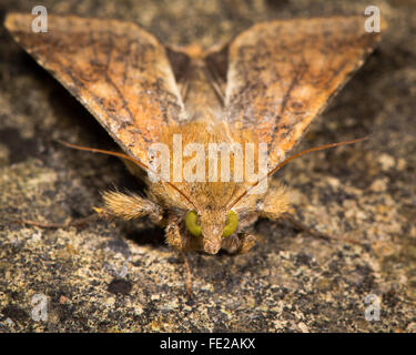 Peu de paille bordé (Helicoverpa armigera) papillon. Une espèce migratrice automnale dans la famille des Noctuidae, vu montrant yeux jaunes Banque D'Images