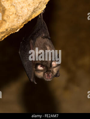 Petit rhinolophe (Rhinolophus hipposideros). Un rare bat sur le point de prendre la fuite dans une mine abandonnée dans le Somerset, England, UK Banque D'Images