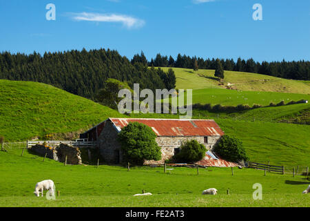 Ancienne grange en pierre et de terres agricoles, près de la bouche, de Taieri Dunedin, Otago, île du Sud, Nouvelle-Zélande Banque D'Images