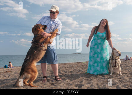 Couple d'Aveugles bénéficiant sur la plage avec leurs chiens de service Banque D'Images