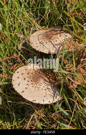 Les champignons poussent le long de parasol sentier côtier du Pembrokeshire dans l'ouest du pays de Galles, Royaume-Uni Banque D'Images