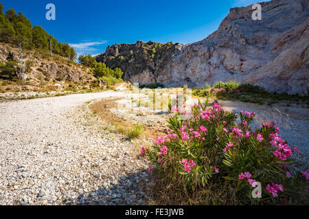 Fleurs sauvages roses lauriers roses fleurissent dans la floraison dans le lit du fleuve Rio Chillar de Nerja, Málaga, Espagne. Brillamment été journée ensoleillée Banque D'Images