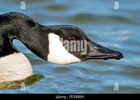 Close-up Canada Goose Banque D'Images