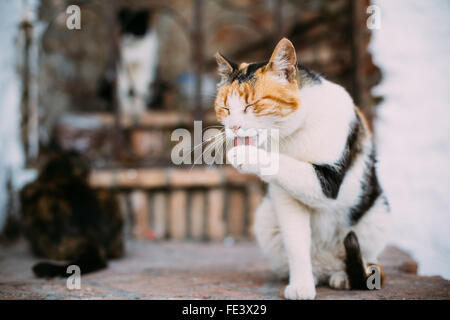 Cute Batard Des Profils Chat Blanc Avec Des Taches Noires Et Rouges Se Lave Le Visage Museau Lui Meme A L Exterieur Animal De Compagnie Arriere Plan Flou Photo Stock Alamy