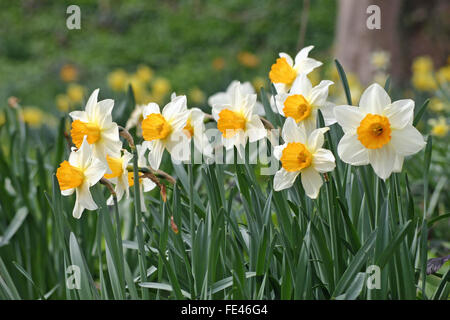 Les jonquilles dans les bois Banque D'Images