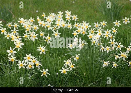 Les jonquilles dans les bois Banque D'Images
