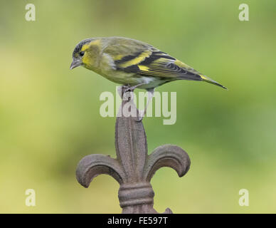 Tarin dans jardin à Mainsriddle, près de RSPB Mersehead, Dumfries et Galloway, Écosse, Royaume-Uni Banque D'Images