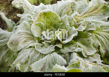 Salade de gel après une nuit froide en hiver Banque D'Images