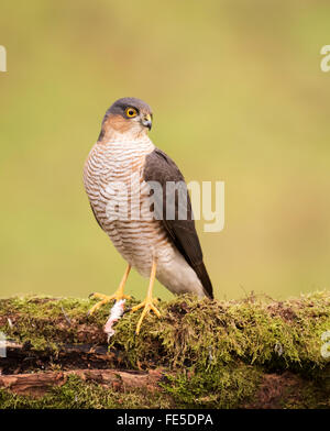 Homme sauvage fauve (Accipiter nisus) perché Banque D'Images