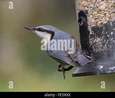 Dans un jardin en Mainsriddle sittelle, près de RSPB Mersehead, Dumfries et Galloway, Écosse, Royaume-Uni Banque D'Images