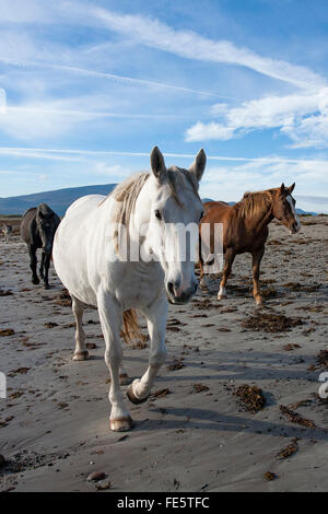 Chevaux sur la plage, le Magherees, péninsule de Dingle, comté de Kerry, Irlande. Banque D'Images