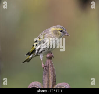 Tarin femelle en jardin à Mainsriddle, près de RSPB Mersehead, Dumfries et Galloway, Écosse, Royaume-Uni Banque D'Images