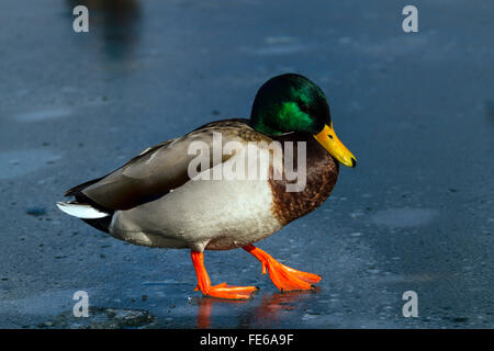 Un canard colvert walking on ice Banque D'Images