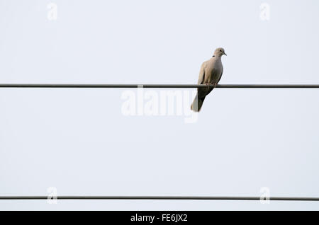 Pigeon assis sur le fil électrique à haute tension Banque D'Images