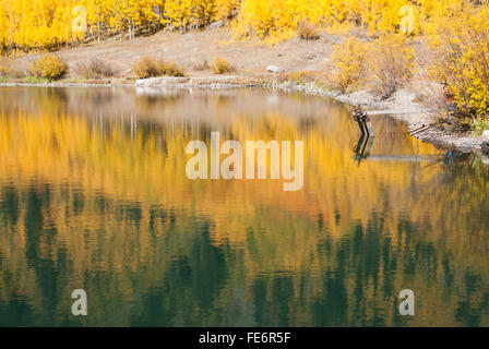 Feuillage d'automne doré reflète dans le lac Banque D'Images