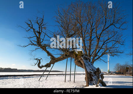 L'été ancien tilleul (Tilia platyphyllos), hiver, Karsberg, Haute-Franconie, Bavière, Allemagne Banque D'Images