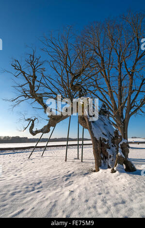 L'été ancien tilleul (Tilia platyphyllos), hiver, Karsberg, Haute-Franconie, Bavière, Allemagne Banque D'Images