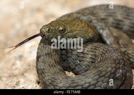 Dés Lambent (Natrix tessellata) Snake, snake Haut Balaton, Parc National, le lac Balaton, Hongrie Banque D'Images