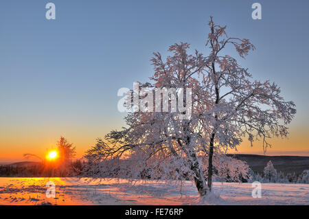 Arbres couverts de neige au lever du soleil, le gel, paysage d'hiver, Kahler Asten, Rhénanie du Nord-Westphalie, Allemagne Banque D'Images