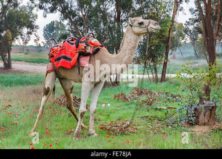 Camel sur fond d'anémones rouges en Israël Banque D'Images