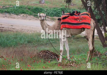 Camel sur fond d'anémones rouges en Israël Banque D'Images