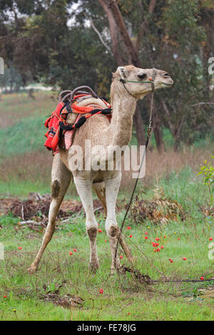 Camel sur fond d'anémones rouges en Israël Banque D'Images