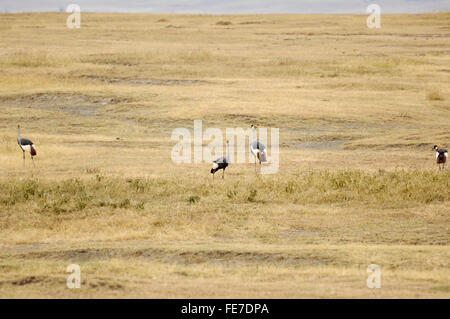 Grue couronnée noire dans le cratère du Ngorongoro Banque D'Images