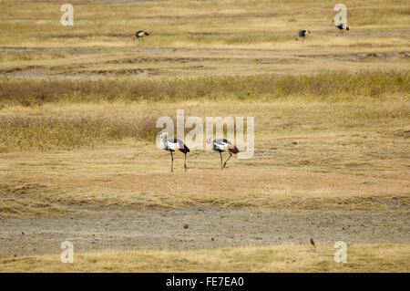 Grue couronnée noire dans le cratère du Ngorongoro Banque D'Images