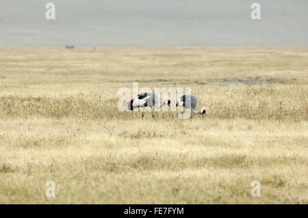 Grue couronnée noire dans le cratère du Ngorongoro Banque D'Images