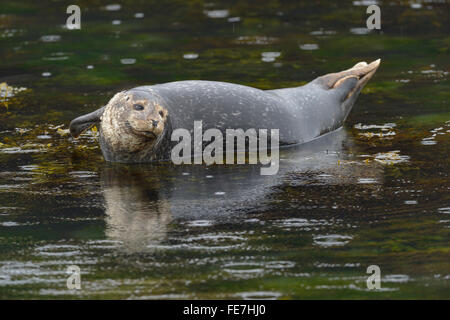 Ou commun Phoque commun (Phoca vitulina) reposant sur des pierres dans l'eau, , à l'ouest de l'Islande, Islande Banque D'Images