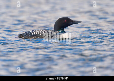 La Great Northern Loon (Gavia immer) sur le lac, 73320, Nord de l'Islande, Islande Banque D'Images