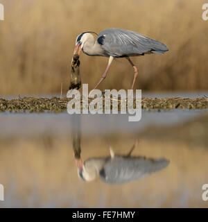 Héron cendré (Ardea cinerea) avec la proie rat surmulot (Rattus norvegicus) dans son bec, la réflexion, le Parc National Kiskunság, Hongrie Banque D'Images