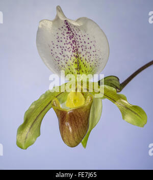 Orchidée sabot de Vénus (Paphiopedilum) Banque D'Images