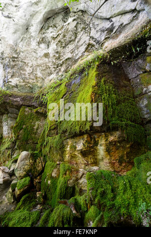 Carnarvon Gorge, Queensland, Australie Banque D'Images