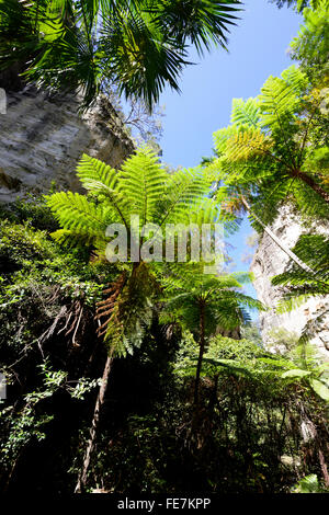 Macrozamia moorei cycas, Zamiaceae, Carnarvon Gorge, Queensland, Australie Banque D'Images