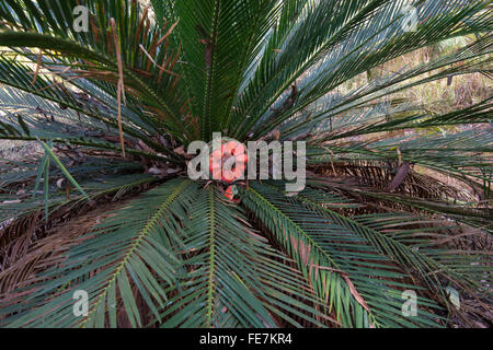 Macrozamia moorei, cycadales, Zamiaceae Carnarvon Gorge, Queensland, Australie Banque D'Images