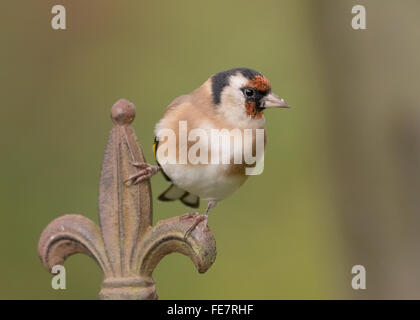 Chardonneret dans jardin à Mainsriddle, près de RSPB Mersehead, sud-ouest de l'Écosse Banque D'Images