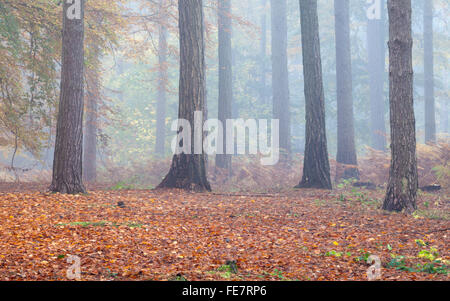 Pins enveloppés de brume matinale dans Harlestone Firs sur le bord de Northampton dans le Northamptonshire, Angleterre Banque D'Images