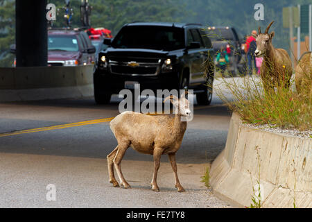 Bighorn (Ovis canadensis) Brebis crossing road, Banff National Park, Alberta, Canada Banque D'Images