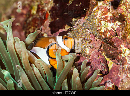 Amphiprion percula clownfish commune tendant oeufs Banque D'Images