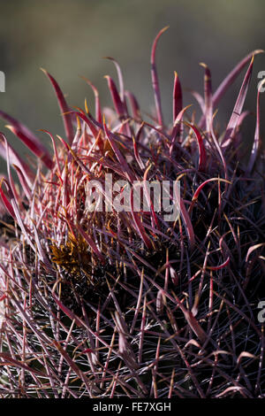 L'aspect intriguant de Baja Fire Barrel cactus correspond à son nom. Aiguille Fishhook ajoute davantage d'intérêt. Banque D'Images